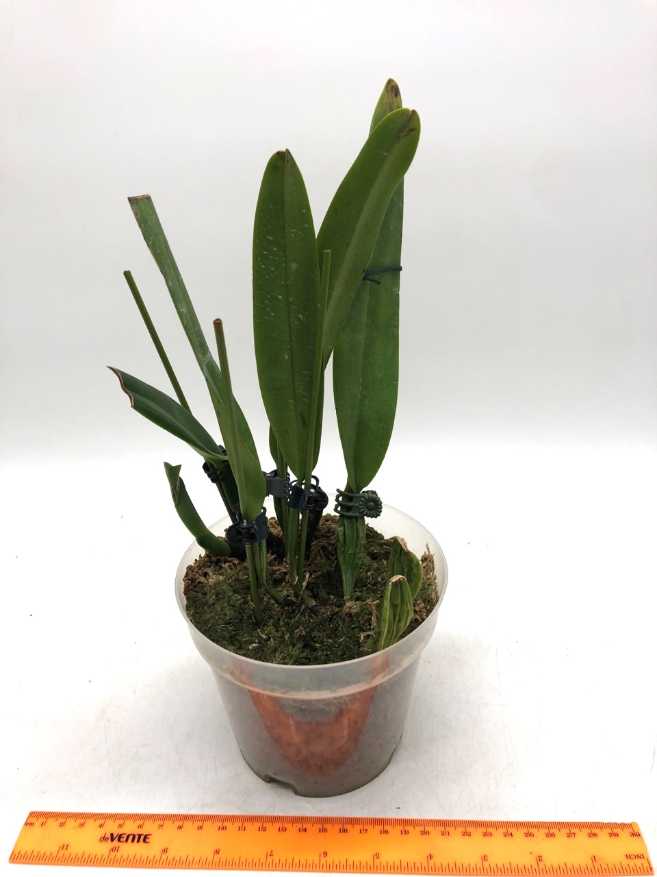 Cattleya schroederae 1.jpg