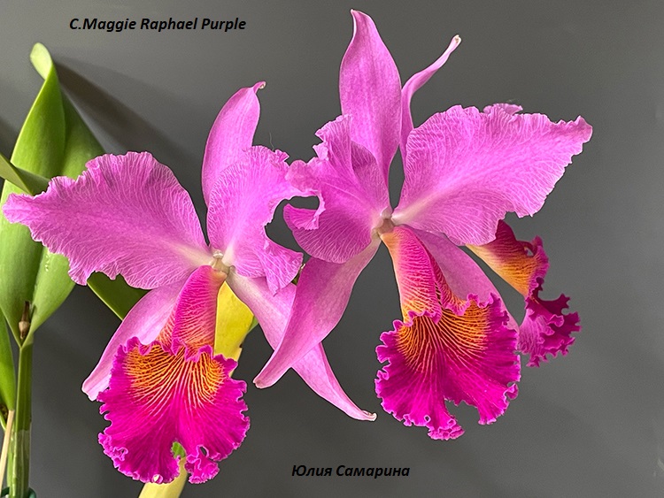 Cattleya Maggie Raphael Purple.jpg