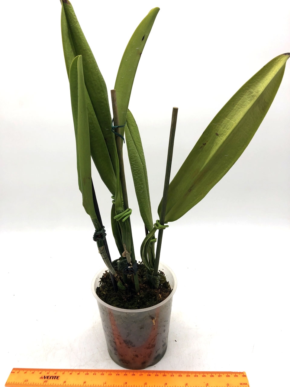 Cattleya Memoria Jeanne Nichols 1.jpg