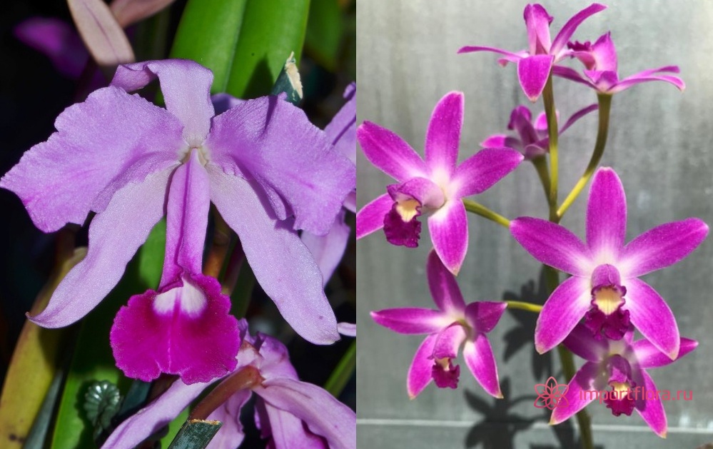 6.Cattleya lawrensiana SVO 9 X L.rupestris Orchid Eros HCC . AOS.jpg