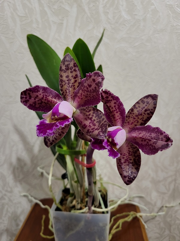 Blc Durigan Iris.jpg