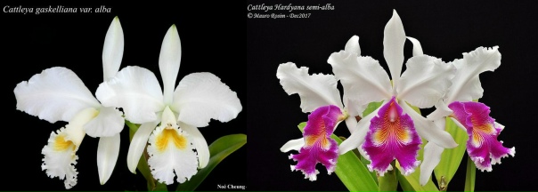 Cattleya gaskelliana alba X Hardiana semi alba 3.jpg