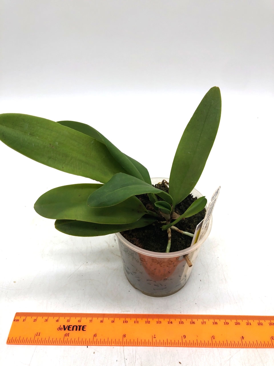 Cattleya schilleriana caerulea X Cattleya maxima caerulea.jpg