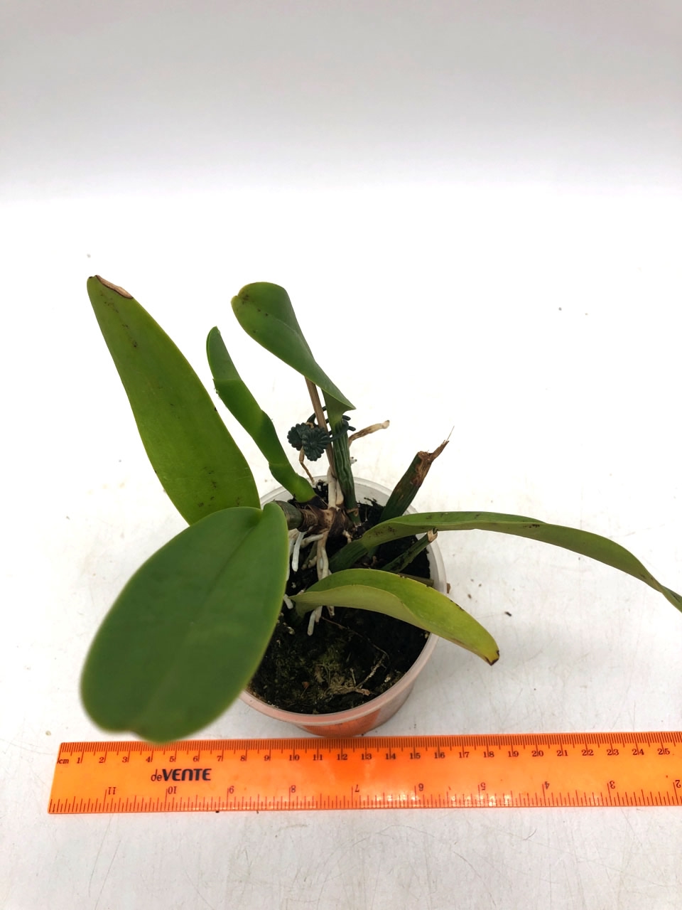 14.Cattleya Maggie Raphael.jpg