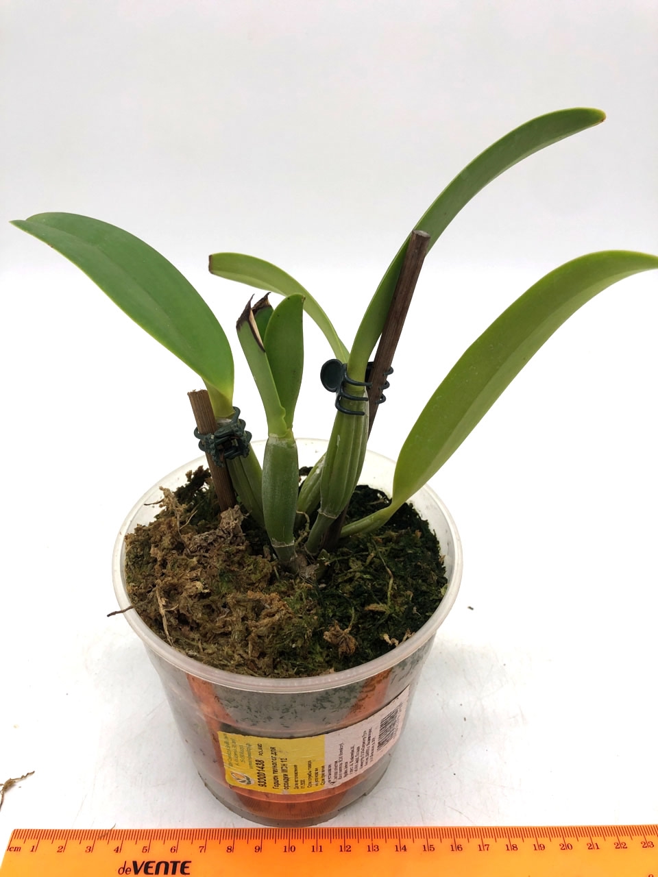 Сattleya lueddemanniana flamea KS X self 1.jpg