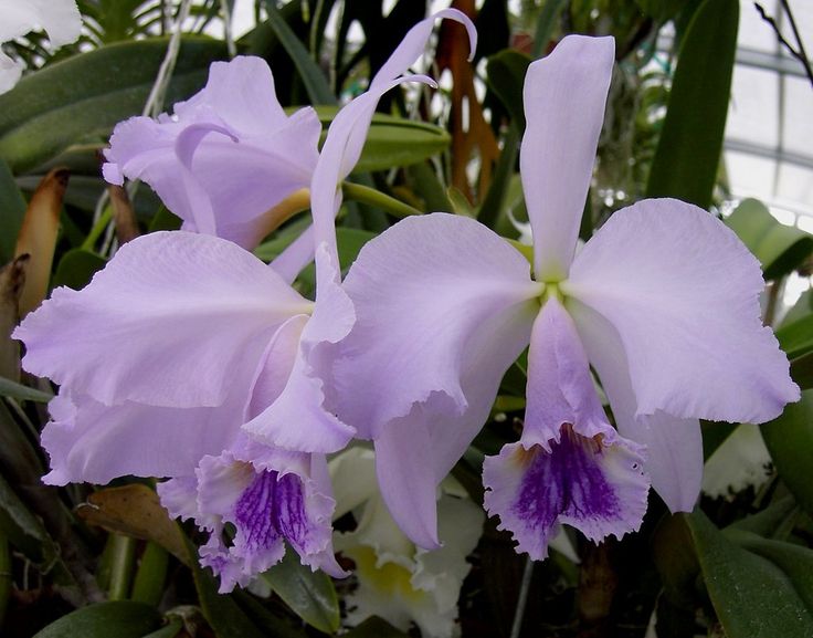 Сattleya jenmanii f. coerulea.jpg