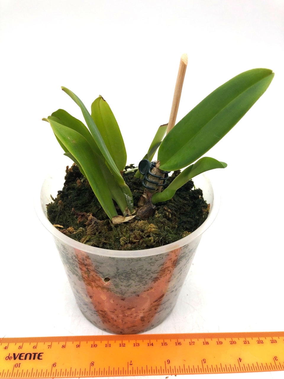 Сattleya jenmanii f. coerulea 1.jpg