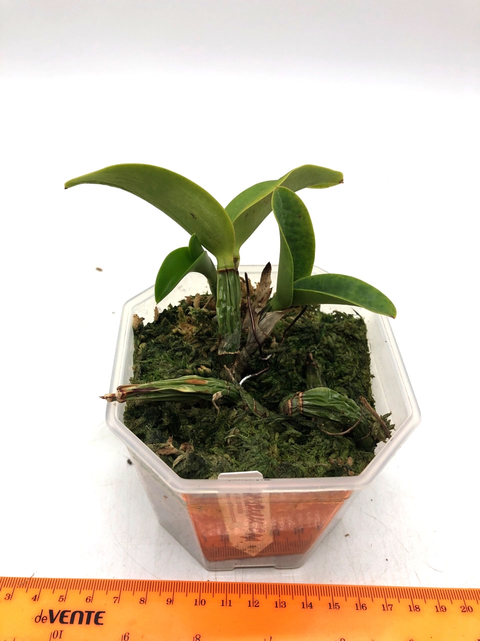 Cattleya nobilior alba X venosa 1.jpg