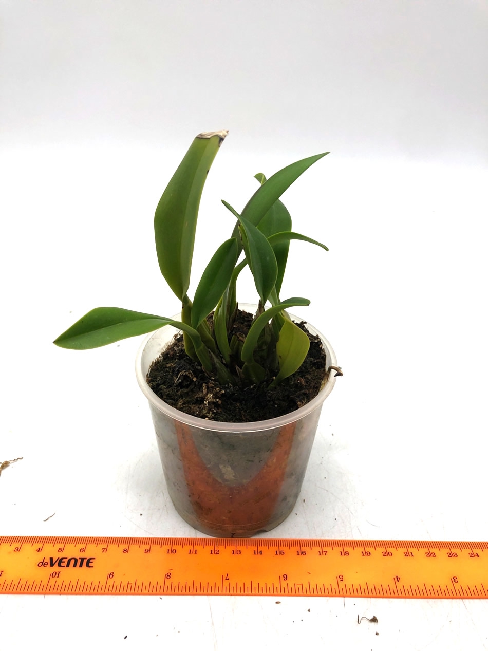 Laelia anceps 1.jpg