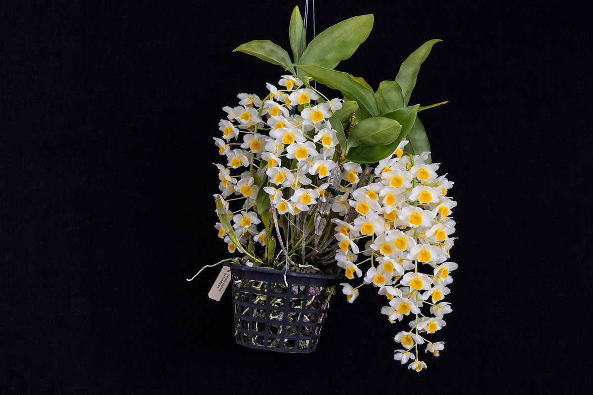 Dendrobium palpebrae.jpg