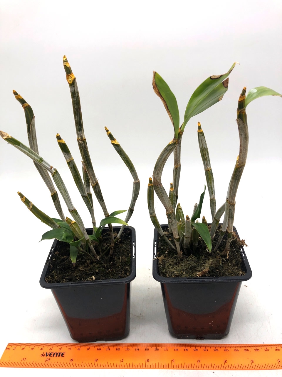 24.Dendrobium palpebrae поменьше.jpg