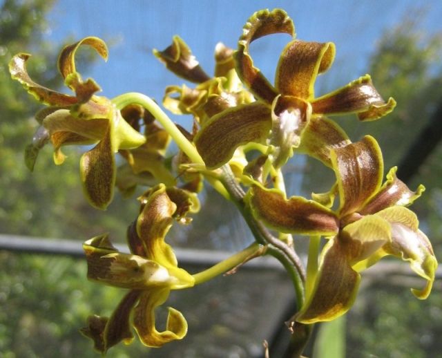 25.Dendrobium discolor 1.jpg