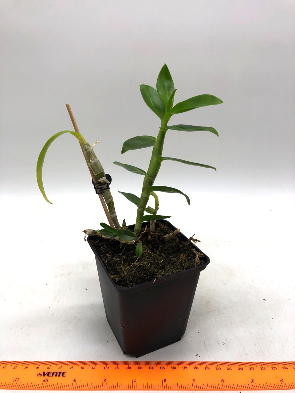 Dendrobium friedericksianum X parishii.jpg