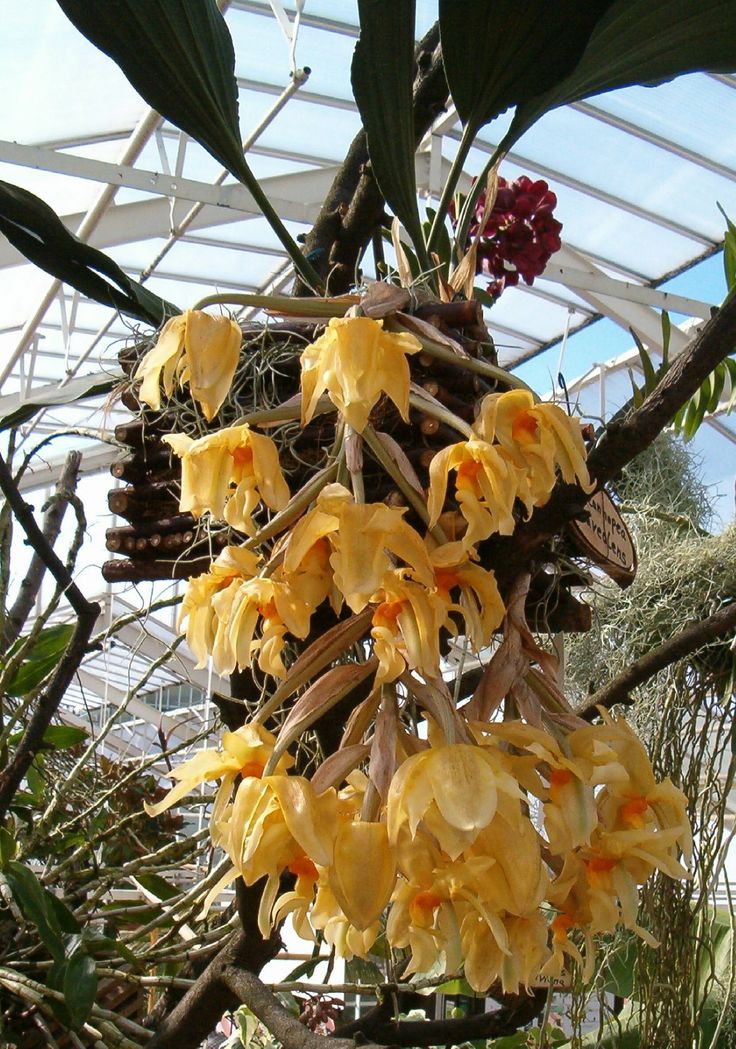 stanhopea graveolens.jpg