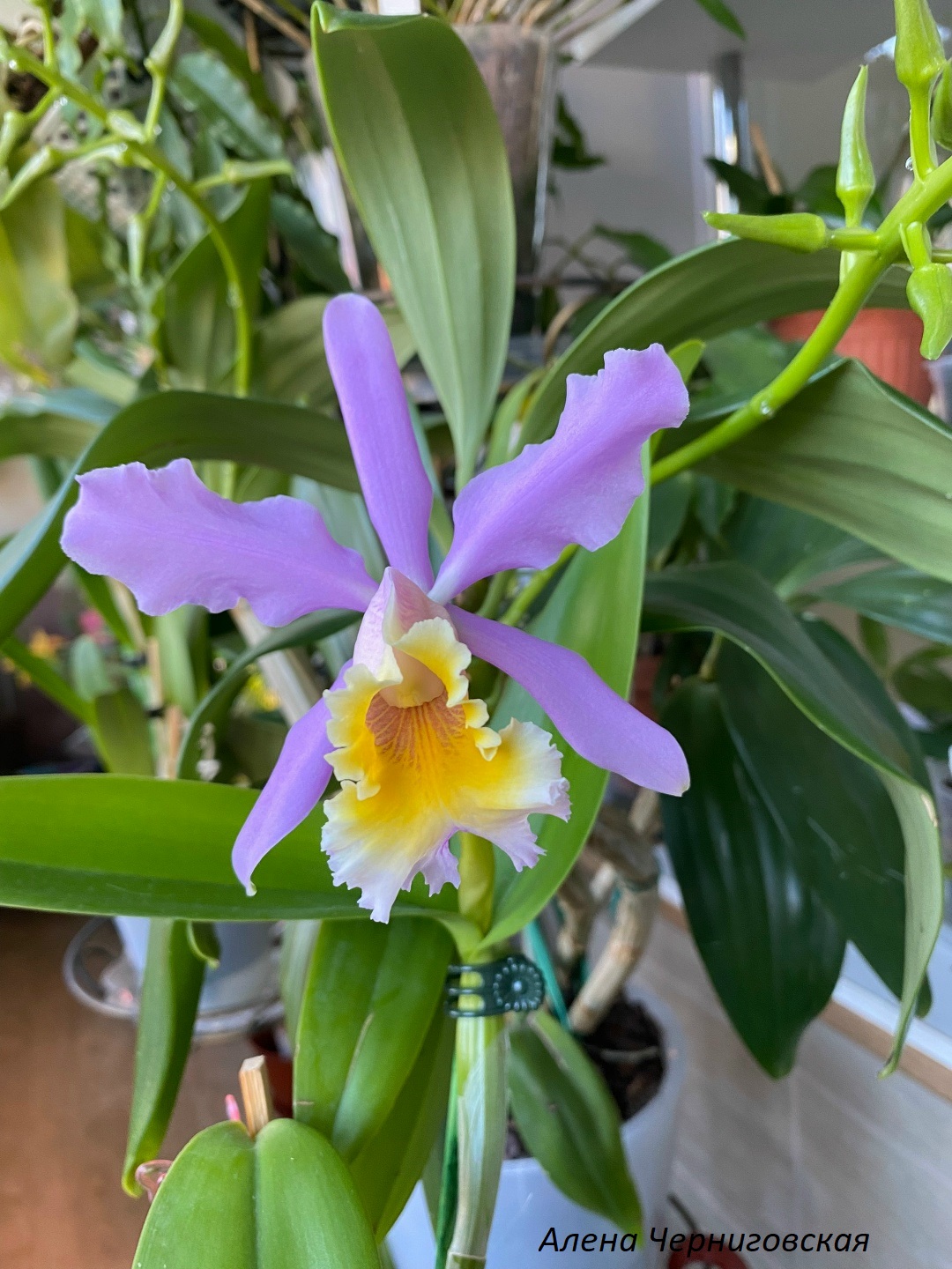 Cattleya (C harrisoniana x C dowiana aurea) от Orquideas del Valle - Colombia.jpg