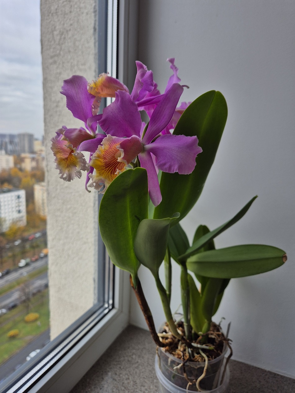 Cattleya MRS.Pitt.1.jpg