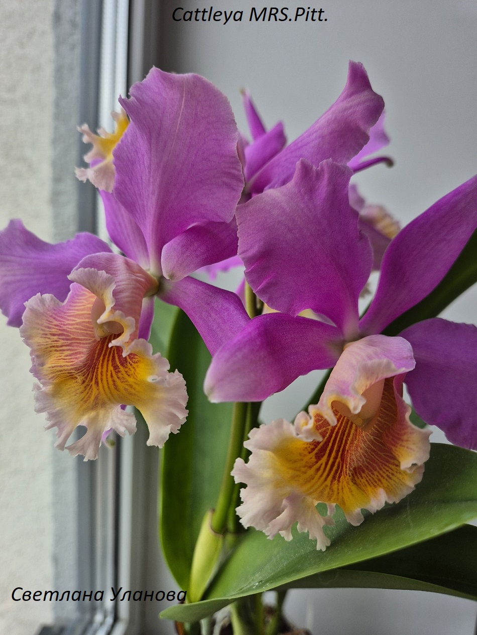 Cattleya MRS.Pitt.2.jpg