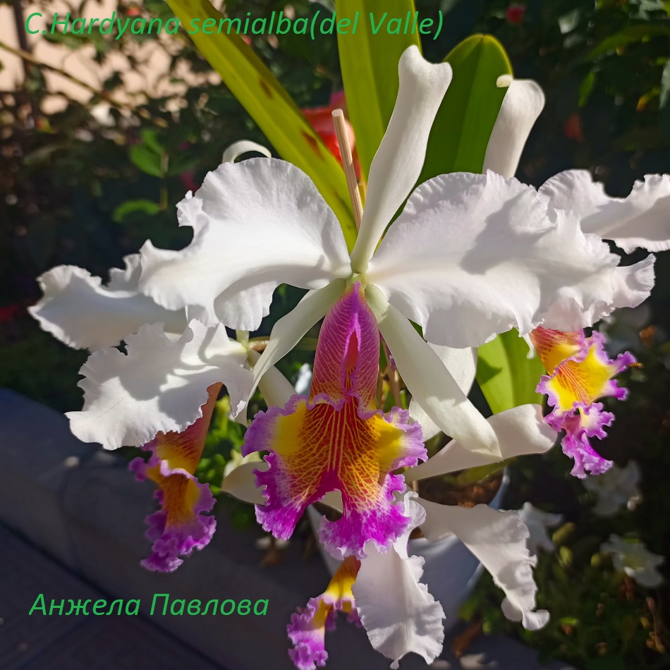 C.Hardyana semialba(del Valle).jpg