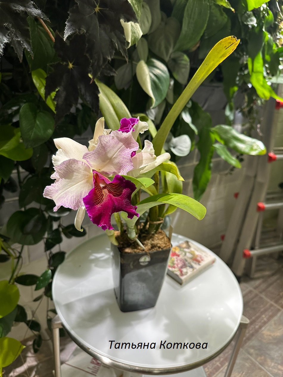 Cattleya Dominiana ( Laelia purpurata x C.Dowiana).jpg