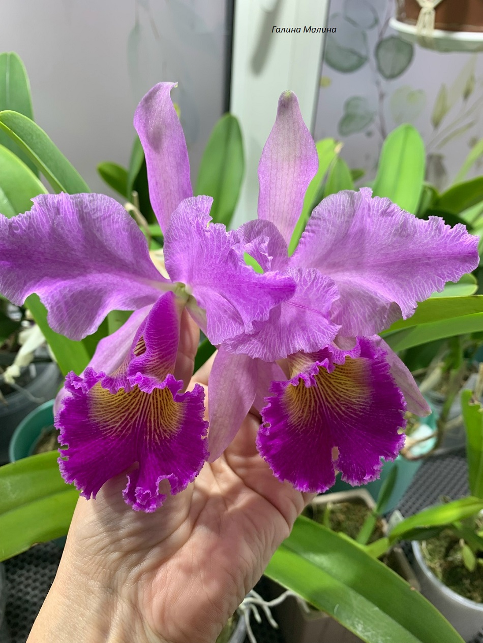 Cattleya Maggie Raphael Purple.jpg