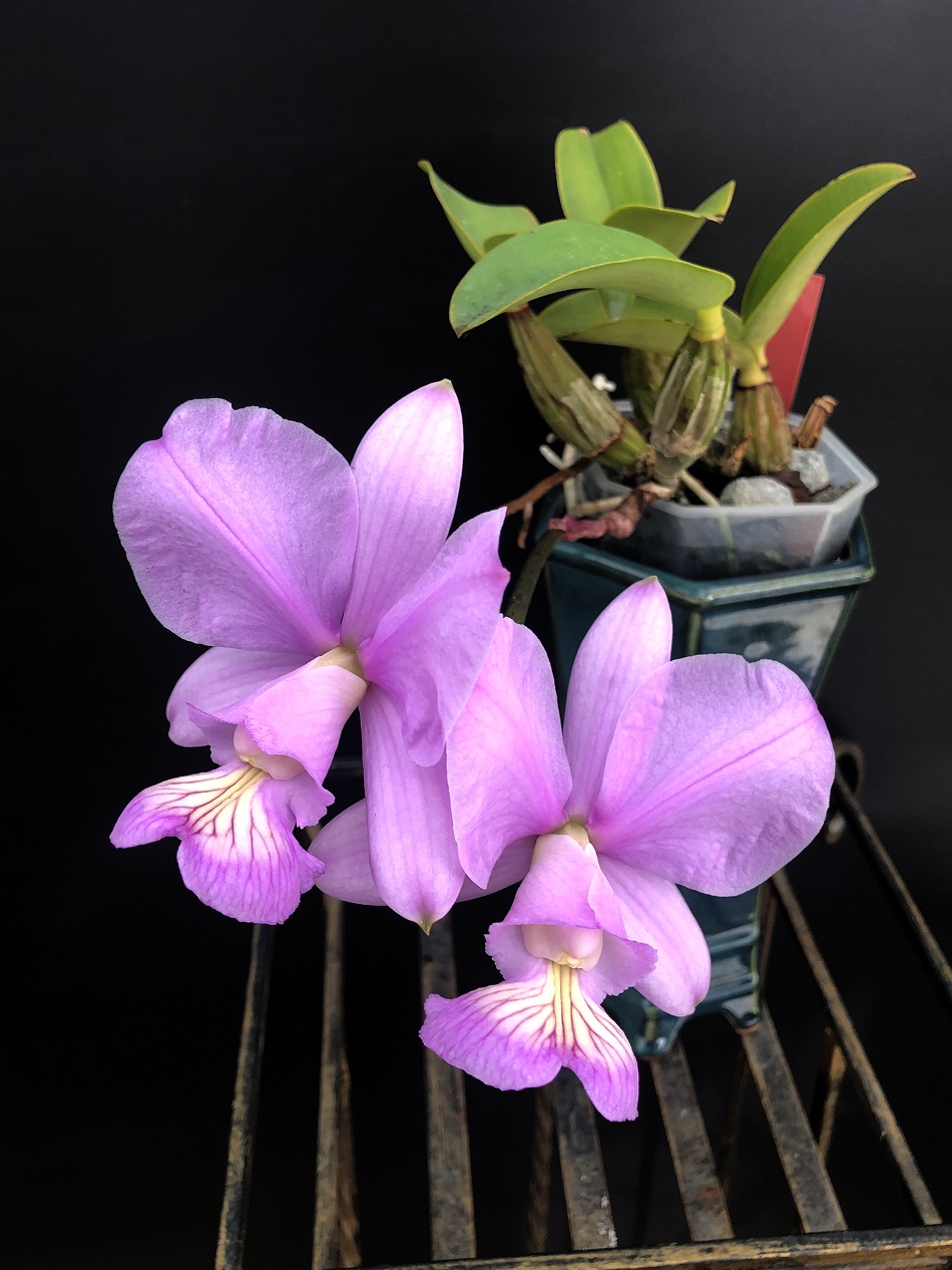 C. Nobilior Kaue x Nobilor Suzana MAC 218 -5.jpg