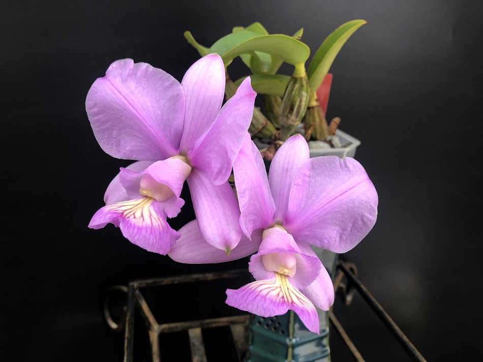 C. Nobilior Kaue x Nobilor Suzana MAC 218 -4.jpg