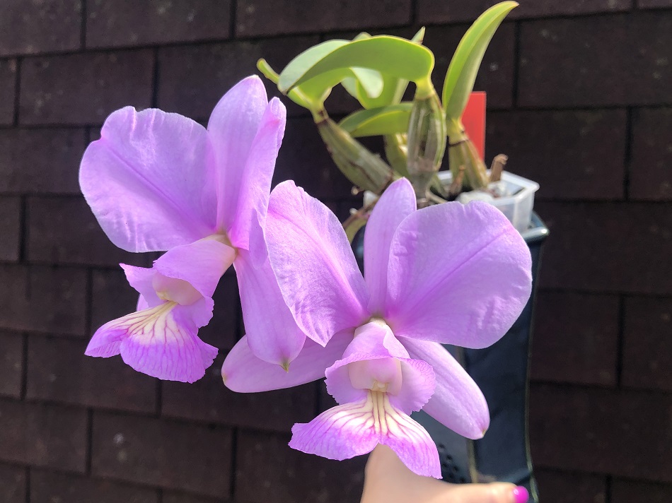 C. Nobilior Kaue x Nobilor Suzana MAC 218 -3.jpg