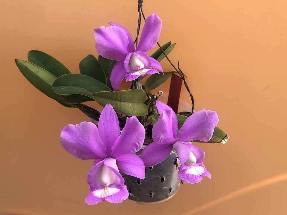 C.nobilior concolor genésio x vinicolor dona julia -4.jpg