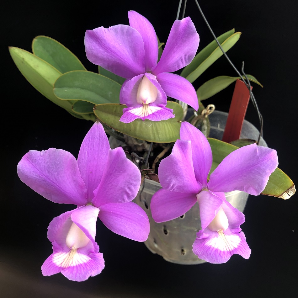 C.nobilior concolor genésio x vinicolor dona julia -6.jpg