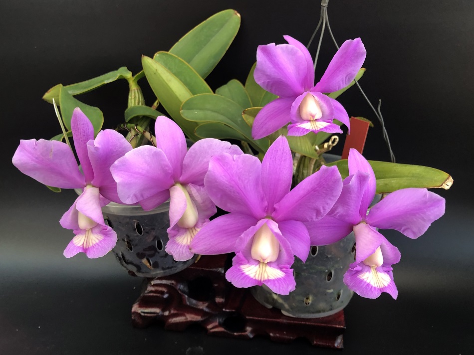 C.nobilior concolor genésio x vinicolor dona julia -8.jpg