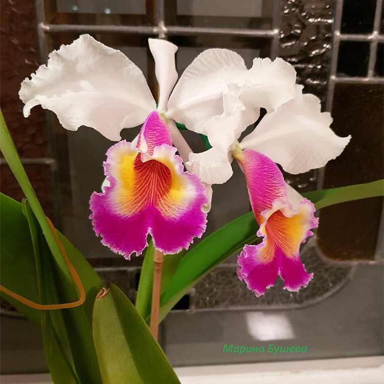 1 - Cattleya Maggie Raphael ( C dowiana x C trianae semialba) 5.jpg
