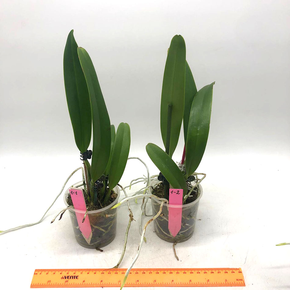 1 Cattleya Maggie Raphael ( C dowiana x C trianae semialba)1.jpg