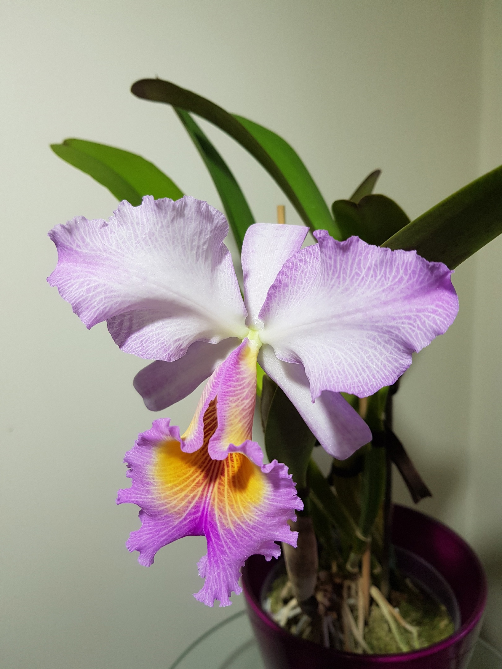 2 -  Cattleya Maggie Raphael (trianae concolor x dowiana )5.jpg