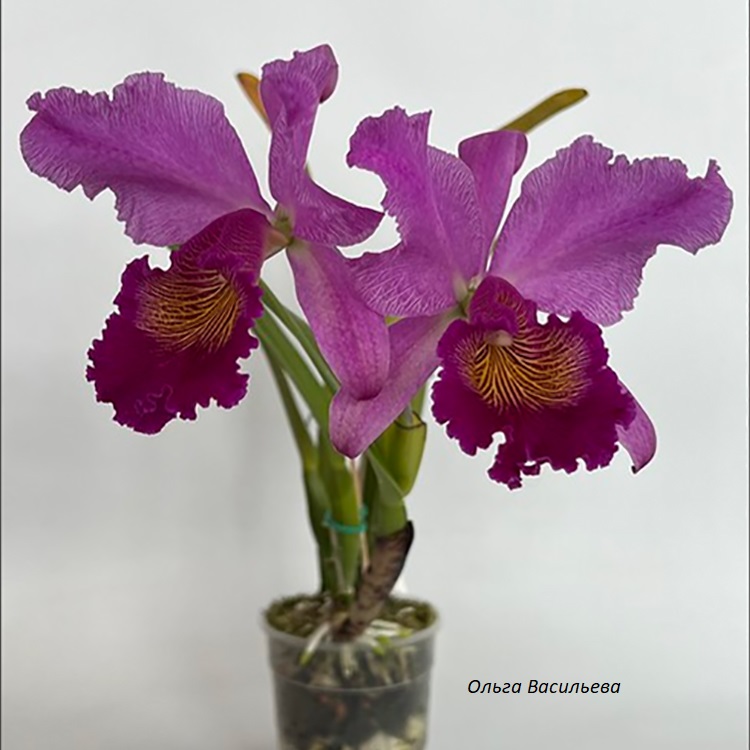 3 -Cattleya Maggie Raphael (C trianae Pimienta x C dowiana) 5.jpg