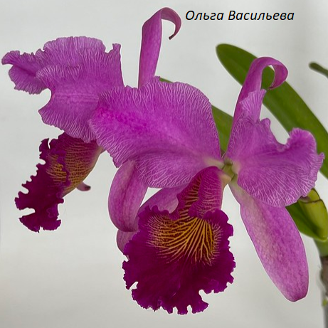 3 -  Cattleya Maggie Raphael (C trianae Pimienta x C dowiana) 5..png