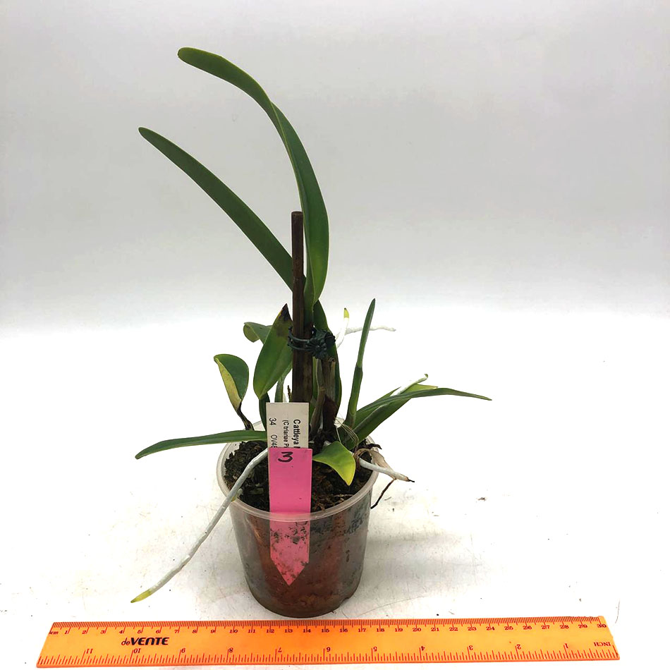 3 Cattleya Maggie Raphael (C trianae Pimienta x C dowiana).jpg
