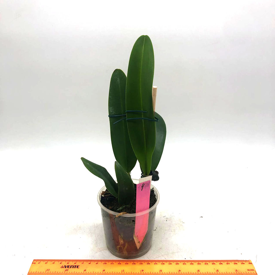 4 Cattleya Maggie Raphael ( Cattleya trianae semialba coerulescens  x  C dowina aurea)OV5462 .jpg