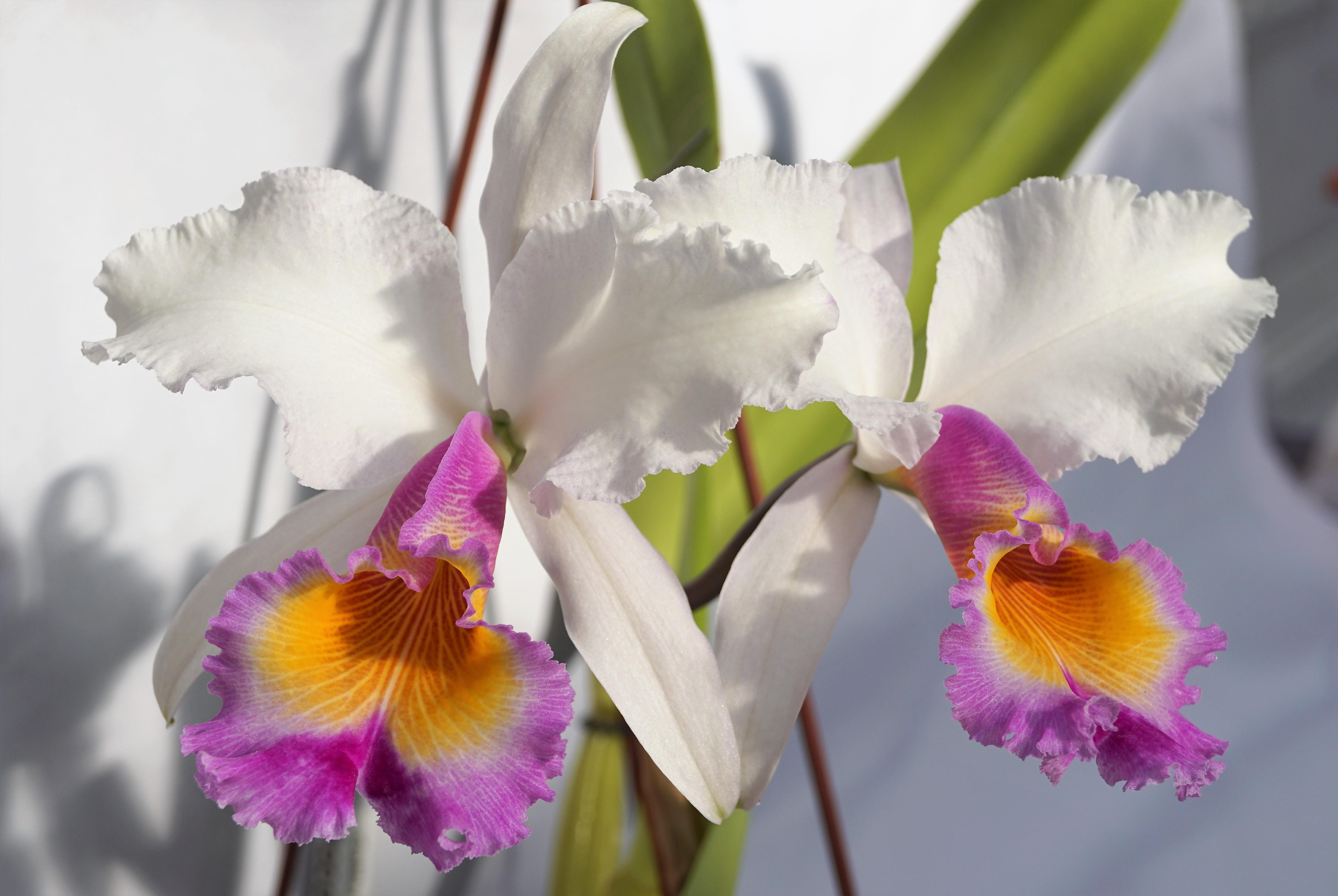 5 - Cattleya Maggie Raphael ( Cattleya trianae semialba coerulescens  x  C dowina aurea).jpeg