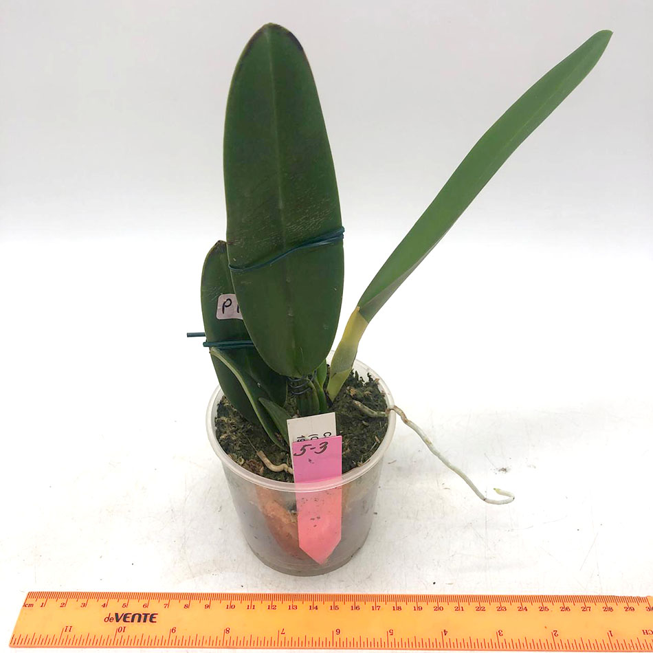 5 Cattleya Maggie Raphael ( Cattleya trianae semialba coerulescens  x  C dowina aurea)OV5462 3.jpg