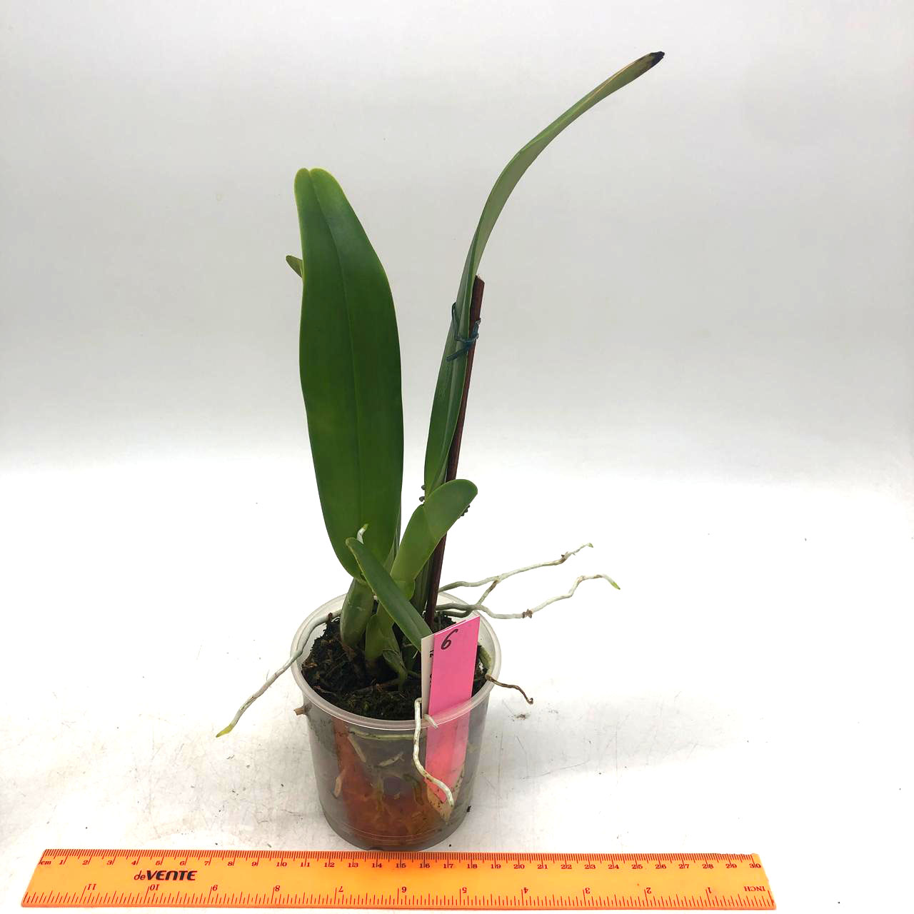 6 Cattleya Maggie Raphael (C trianae semialba La Rivera x C dowiana)OV5184.jpg
