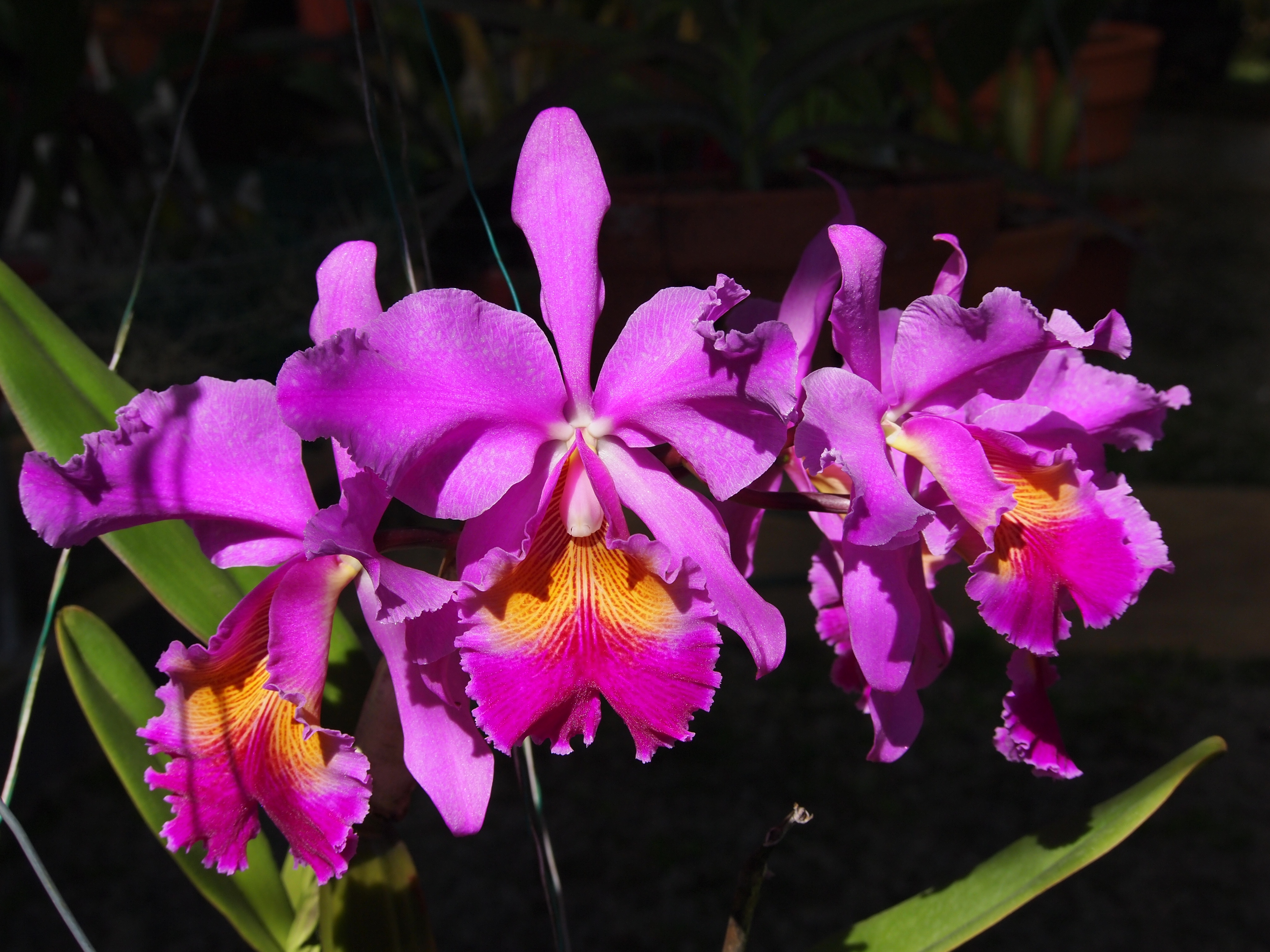 8 - Cattleya x hardyana.jpg