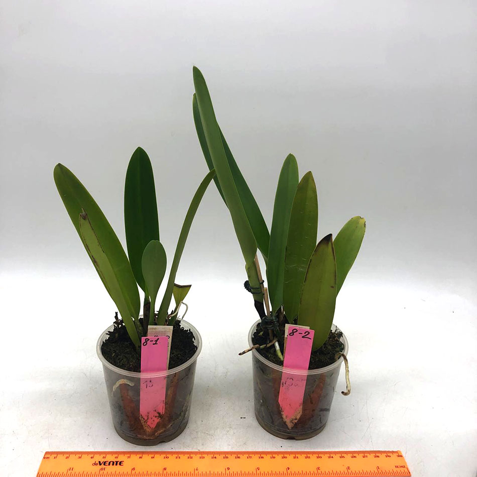 8  Cattleya x hardyana.jpg