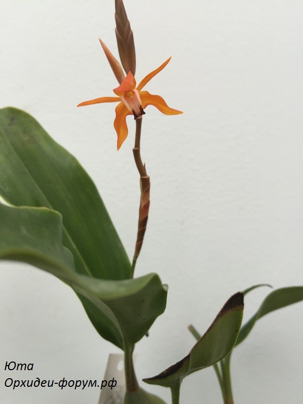 Сoelogyne tsii.JPG