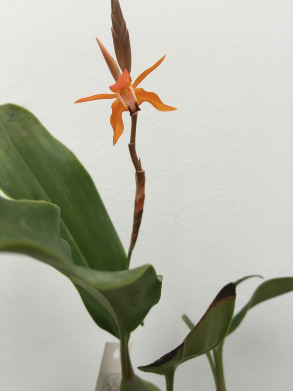Сoelogyne tsii — копия.JPG
