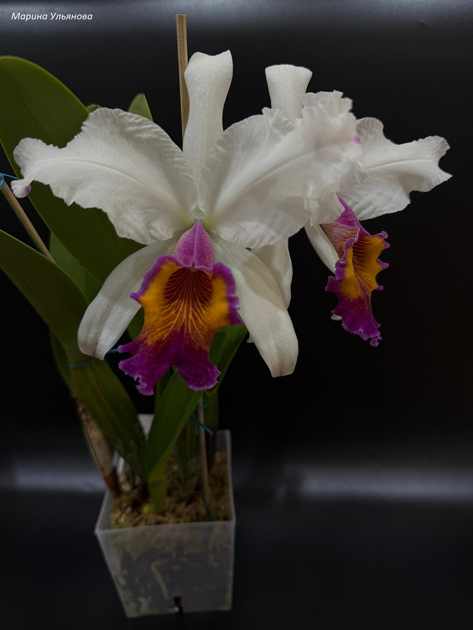 Cattleya Fabula de Cristal.jpg
