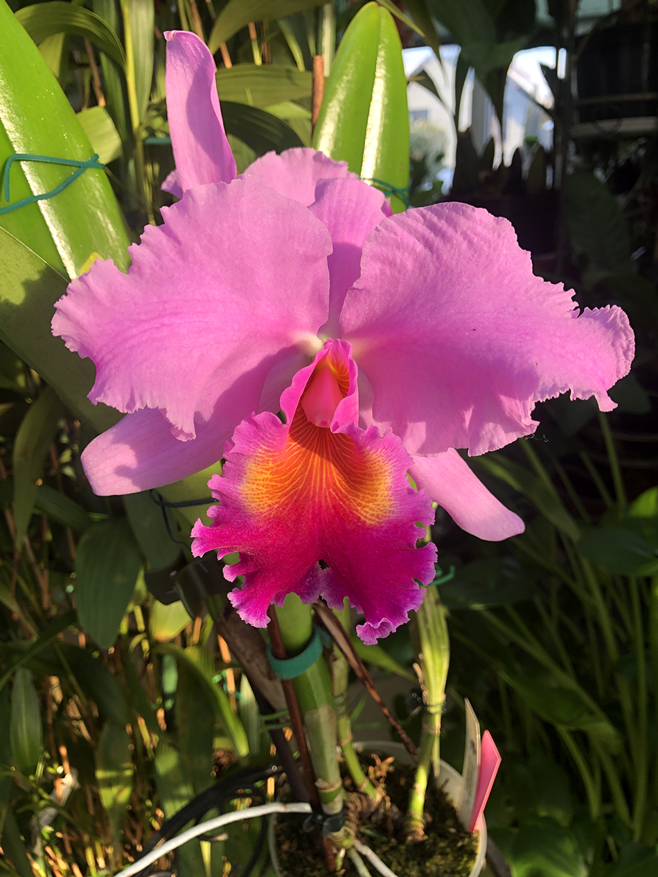Cattleya (Laelia lobata coerulea x C warscewiczii coerulea 'Blau')3-2.jpg