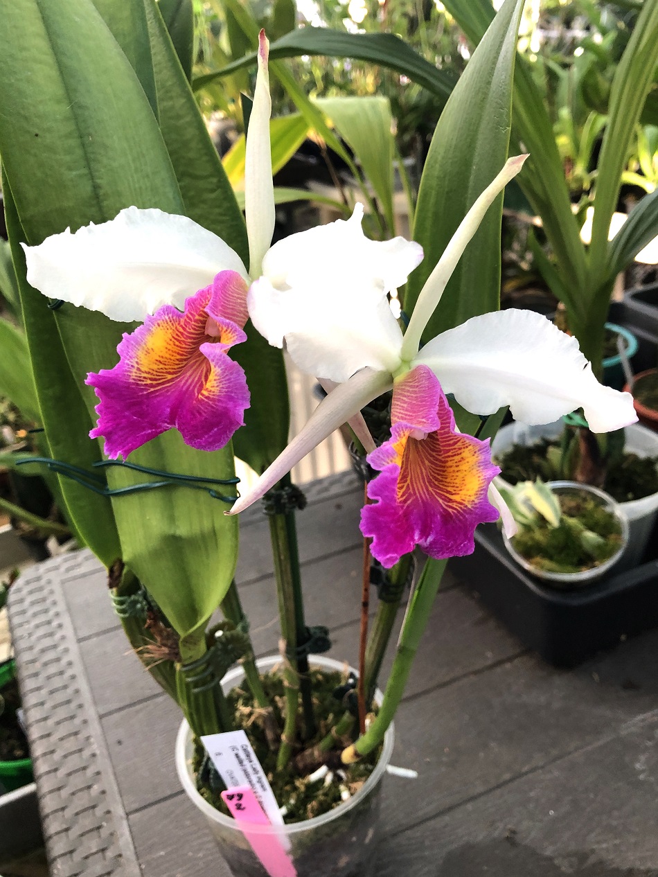 Cattleya Lady Ingram (Cattleya wallisii (eldorado) x Cattleya dowiana aurea) 2 — копия.jpg