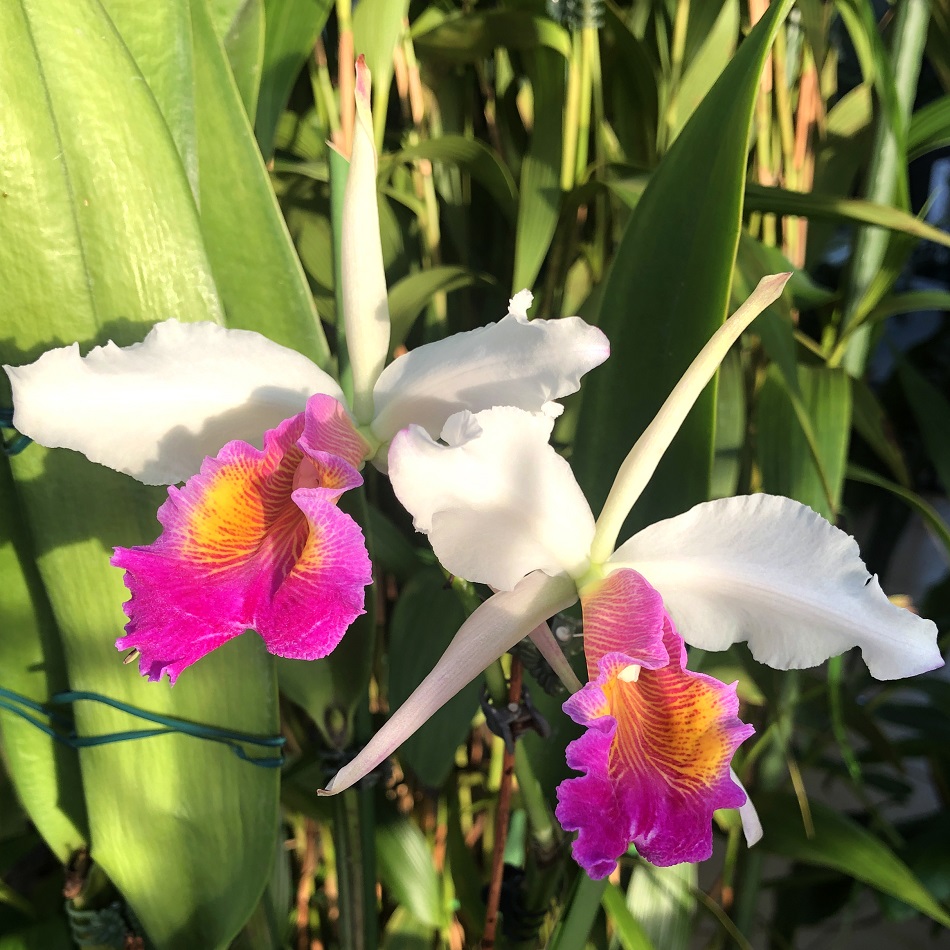 Cattleya Lady Ingram (Cattleya wallisii (eldorado) x Cattleya dowiana aurea) 1 — копия.jpg