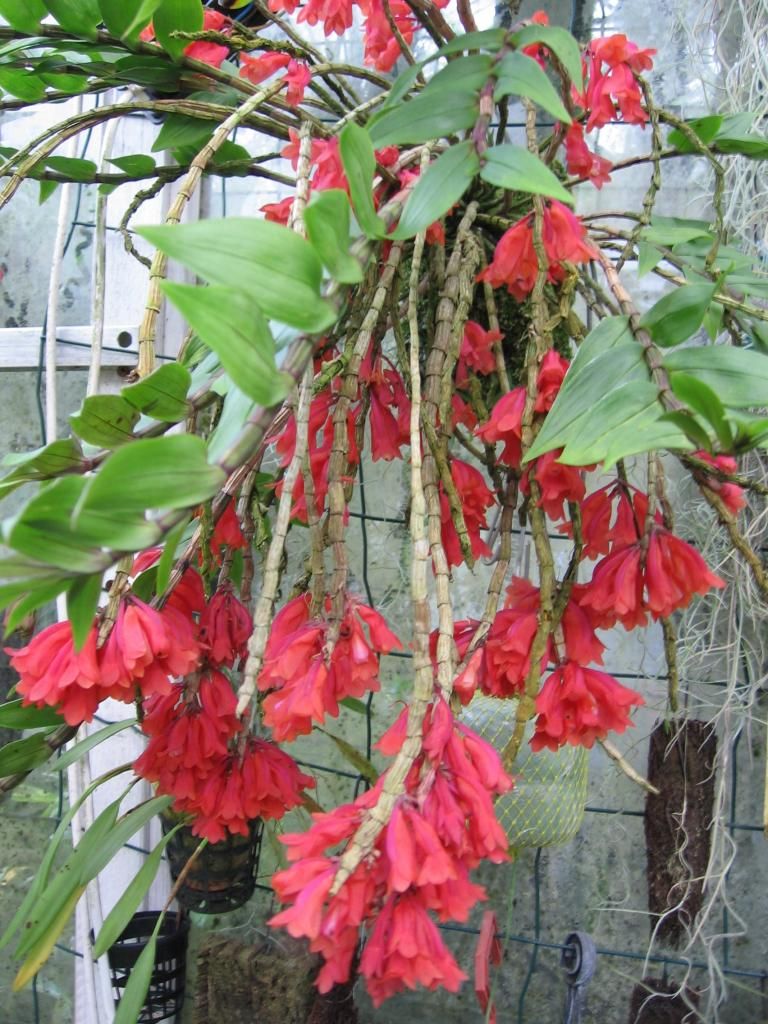 357 - dendrobium lawesii6.jpg