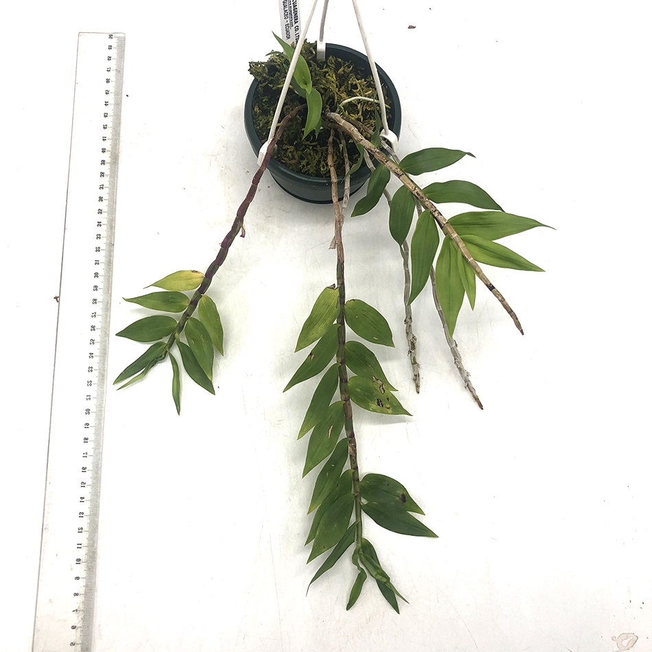 357 - Dendrobium lawesii.JPG